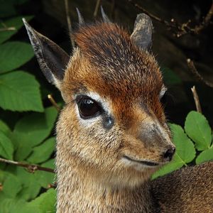 Kirks Dik-Dik, Longleat