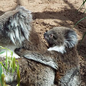 Southern Koala and Joey, Longleat