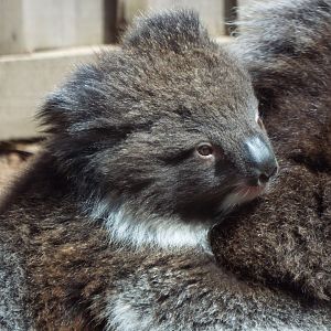 Southern Koala Joey, Longleat