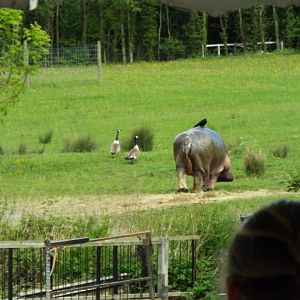 Longleat hippo on land!!!