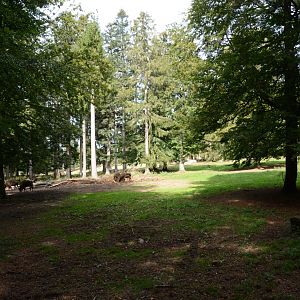 Wisent enclosure (10 hectares)