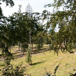 Wisent enclosure (10 hectares)