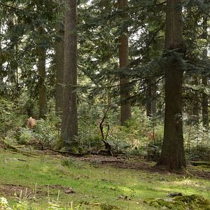 Wisent enclosure (10 hectares)