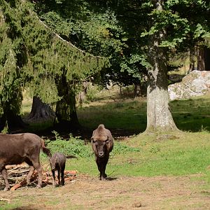 Wisent enclosure (10 hectares)