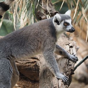 Ring-tailed lemur