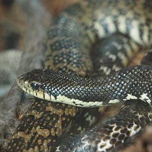 Malagasy giant hognose snake