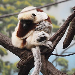 Coquerel's sifaka
