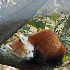 Western red panda sleeping