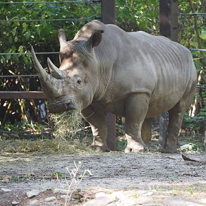 Southern white rhinoceros