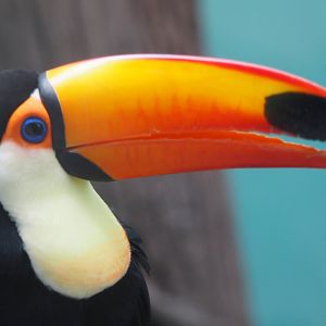 Toco toucan