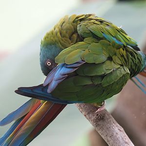 Blue-headed macaw