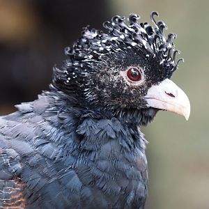 Blue-billed curassow