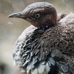 Buff-crested bustard