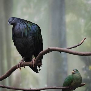 Nicobar pigeon and black-napped fruit dove