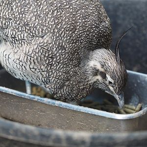 Elegant-crested tinamou