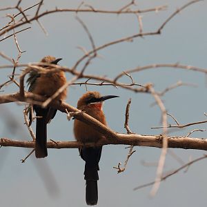 White-fronted bee-eater
