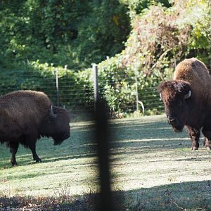 American bison cow and bull
