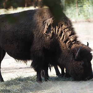 American bison