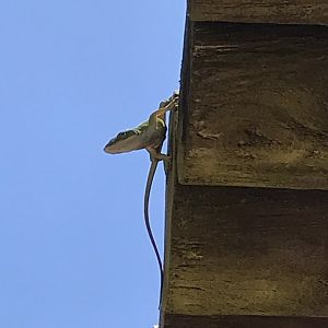 Wild Green Anole