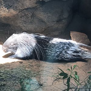 "Kelly" the Cape Porcupine