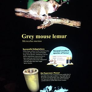 New Mouse Lemur Signage in Desert