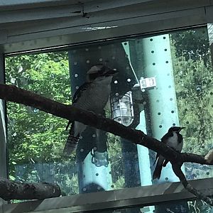 Kookaburra and Blue-faced Honeyeater in Desert
