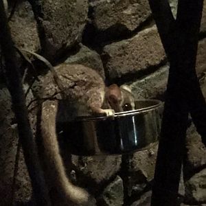 Gray Mouse Lemur