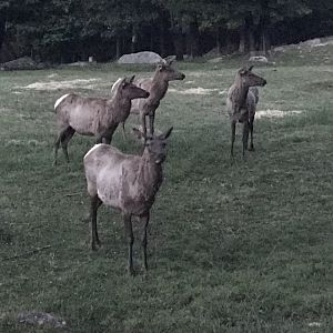 Elk Herd
