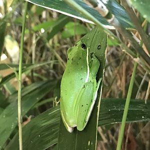 Wild Green Tree Frog