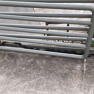 Wild Eastern Ratsnake