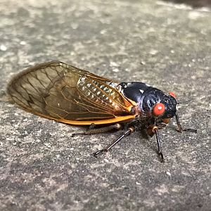 Periodical Cicada