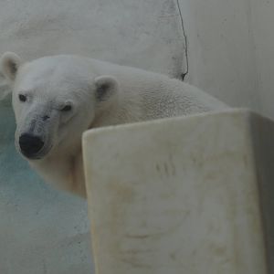 Polar bear