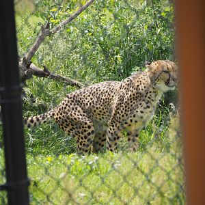 Cheetah marking territory
