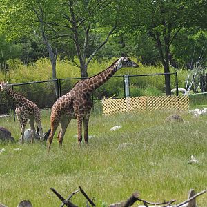 Juvenile reticulated & adult Massai giraffe