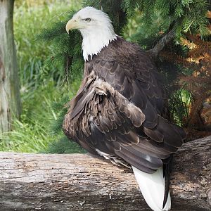Bald eagle
