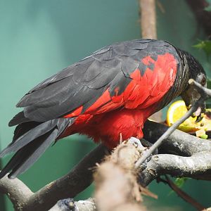 Pesquet's parrot