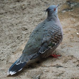 Crested pigeon