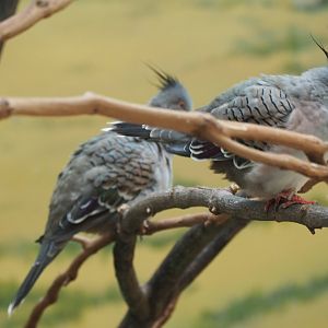Crested pigeons