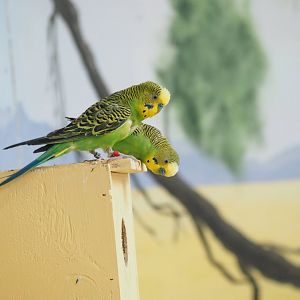 Budgerigars
