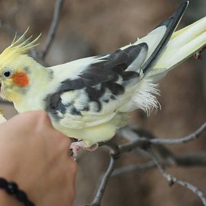 Cockatiel getting fed