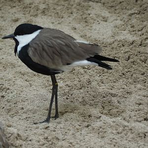 Spur-winged lapwing
