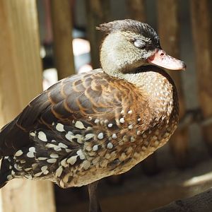 Spotted whistling duck
