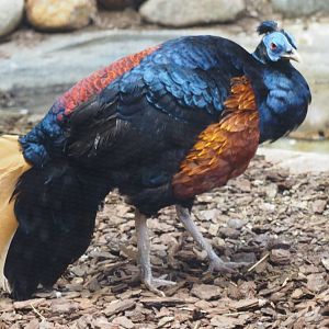 Bornean crested fireback