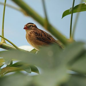 Pin-tailed whydah