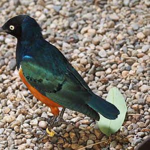 Superb starling