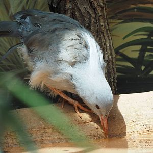 Kagu