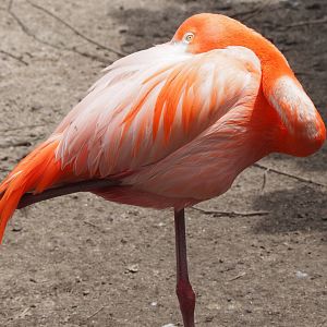 American flamingo