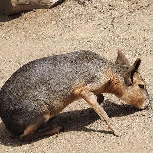 Patagonian cavy (mara)