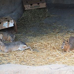 Patagonian cavies (maras)