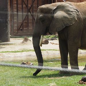 African bush elephant